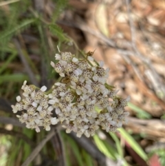 Achillea millefolium (Yarrow) at Jagungal Wilderness, NSW - 15 Apr 2022 by Ned_Johnston