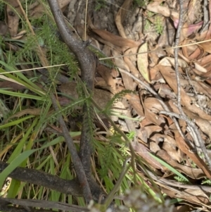 Achillea millefolium at Jagungal Wilderness, NSW - 15 Apr 2022 02:08 PM