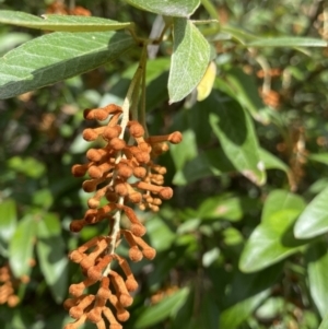 Grevillea victoriae at Jagungal Wilderness, NSW - 15 Apr 2022