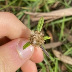 Euchiton sp. (A Cudweed) at Jagungal Wilderness, NSW - 15 Apr 2022 by NedJohnston