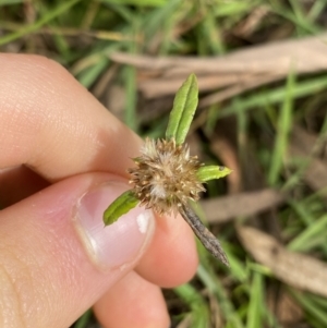 Euchiton sp. at Jagungal Wilderness, NSW - 15 Apr 2022