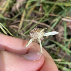 Euchiton sp. at Jagungal Wilderness, NSW - 15 Apr 2022