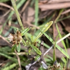 Euchiton sp. at Jagungal Wilderness, NSW - 15 Apr 2022