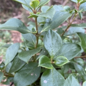 Coprosma hirtella at Jagungal Wilderness, NSW - 15 Apr 2022