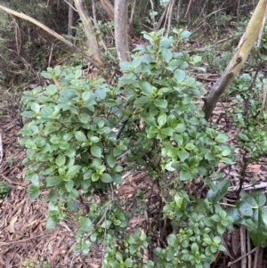 Coprosma hirtella at Jagungal Wilderness, NSW - 15 Apr 2022