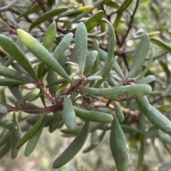 Persoonia subvelutina at Jagungal Wilderness, NSW - 15 Apr 2022 by Ned_Johnston