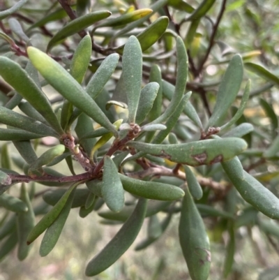 Persoonia subvelutina at Jagungal Wilderness, NSW - 15 Apr 2022 by NedJohnston