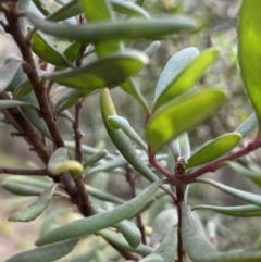 Persoonia subvelutina at Jagungal Wilderness, NSW - 15 Apr 2022