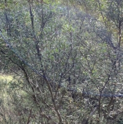 Persoonia subvelutina at Jagungal Wilderness, NSW - 15 Apr 2022