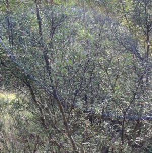 Persoonia subvelutina at Jagungal Wilderness, NSW - 15 Apr 2022