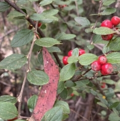 Cotoneaster pannosus (Cotoneaster) at Jagungal Wilderness, NSW - 15 Apr 2022 by NedJohnston