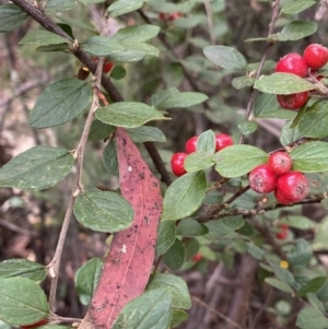 Cotoneaster pannosus at Jagungal Wilderness, NSW - 15 Apr 2022