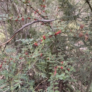 Cotoneaster pannosus at Jagungal Wilderness, NSW - 15 Apr 2022