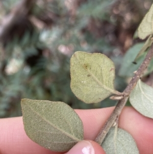 Cotoneaster pannosus at Jagungal Wilderness, NSW - 15 Apr 2022