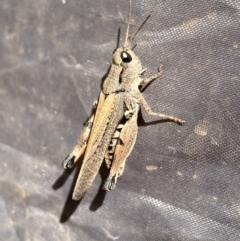 Phaulacridium vittatum (Wingless Grasshopper) at Jagungal Wilderness, NSW - 15 Apr 2022 by NedJohnston