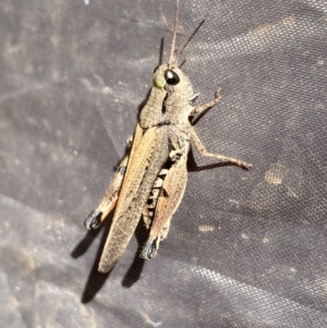 Phaulacridium vittatum at Jagungal Wilderness, NSW - 15 Apr 2022 01:40 PM