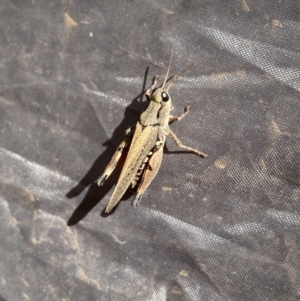 Phaulacridium vittatum at Jagungal Wilderness, NSW - 15 Apr 2022 01:40 PM