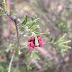 Grevillea lanigera (Woolly Grevillea) at Jagungal Wilderness, NSW - 15 Apr 2022 by NedJohnston