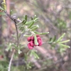 Grevillea lanigera at Jagungal Wilderness, NSW - 15 Apr 2022 01:25 PM