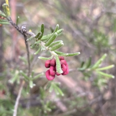 Grevillea lanigera (Woolly Grevillea) at Jagungal Wilderness, NSW - 15 Apr 2022 by NedJohnston