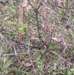 Grevillea lanigera at Jagungal Wilderness, NSW - 15 Apr 2022 01:25 PM