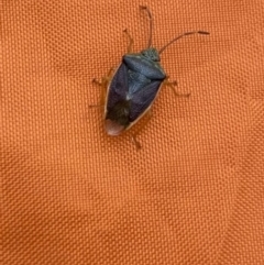 Unidentified Shield, Stink or Jewel Bug (Pentatomoidea) at Jagungal Wilderness, NSW - 15 Apr 2022 by Ned_Johnston