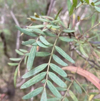 Polyscias sambucifolia subsp. Short leaflets (V.Stajsic 196) Vic. Herbarium (Elderberry Panax, Ornamental Ash, Elderberry Ash) at Jagungal Wilderness, NSW - 15 Apr 2022 by NedJohnston