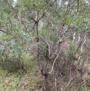 Polyscias sambucifolia subsp. Short leaflets (V.Stajsic 196) Vic. Herbarium at Jagungal Wilderness, NSW - 15 Apr 2022