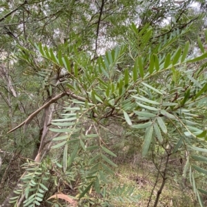 Polyscias sambucifolia subsp. Short leaflets (V.Stajsic 196) Vic. Herbarium at Jagungal Wilderness, NSW - 15 Apr 2022