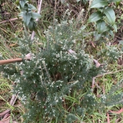 Acrothamnus hookeri (Mountain Beard Heath) at Jagungal Wilderness, NSW - 15 Apr 2022 by NedJohnston