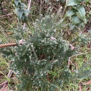 Acrothamnus hookeri at Jagungal Wilderness, NSW - 15 Apr 2022 12:50 PM