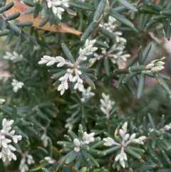 Acrothamnus hookeri at Jagungal Wilderness, NSW - 15 Apr 2022