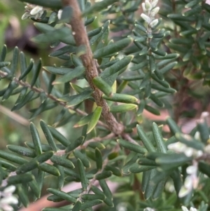 Acrothamnus hookeri at Jagungal Wilderness, NSW - 15 Apr 2022 12:50 PM