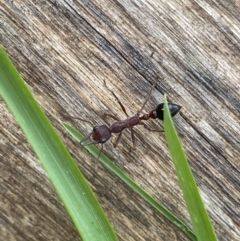 Myrmecia forficata (A Bull ant) at Jagungal Wilderness, NSW - 15 Apr 2022 by NedJohnston