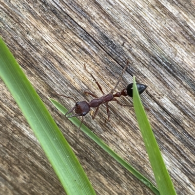 Myrmecia forficata (A Bull ant) at Jagungal Wilderness, NSW - 15 Apr 2022 by NedJohnston