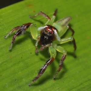 Mopsus mormon at Wellington Point, QLD - 1 Apr 2022