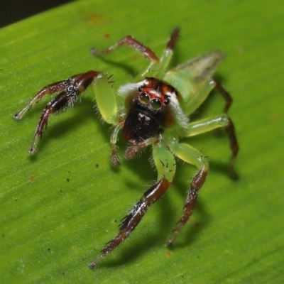Mopsus mormon (Green Jumping Spider) at Wellington Point, QLD - 1 Apr 2022 by TimL