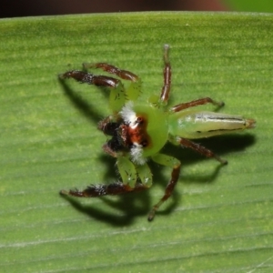 Mopsus mormon at Wellington Point, QLD - 1 Apr 2022