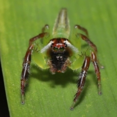 Mopsus mormon at Wellington Point, QLD - suppressed