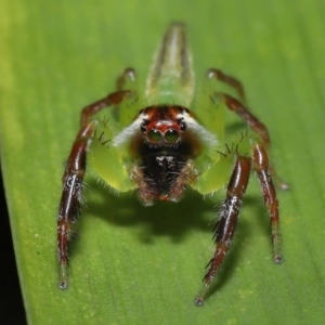 Mopsus mormon at Wellington Point, QLD - 1 Apr 2022