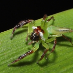 Mopsus mormon at Wellington Point, QLD - 1 Apr 2022