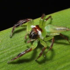 Mopsus mormon at Wellington Point, QLD - suppressed