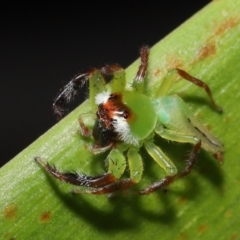Mopsus mormon at Wellington Point, QLD - suppressed