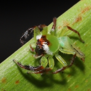 Mopsus mormon at Wellington Point, QLD - 1 Apr 2022