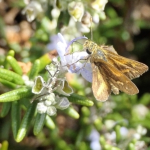 Taractrocera papyria at Yass River, NSW - 18 Apr 2022