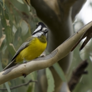 Falcunculus frontatus at Binalong, NSW - 10 Apr 2022