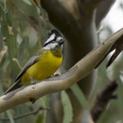 Falcunculus frontatus (Eastern Shrike-tit) at Binalong, NSW - 10 Apr 2022 by trevsci