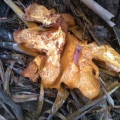 Gymnopilus junonius (Spectacular Rustgill) at Cooma North Ridge Reserve - 18 Apr 2022 by mahargiani