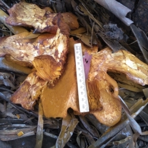 Gymnopilus junonius at Cooma, NSW - 18 Apr 2022