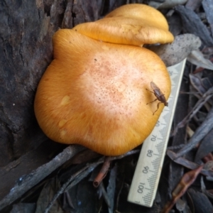 Gymnopilus junonius at Cooma, NSW - 18 Apr 2022 03:22 PM